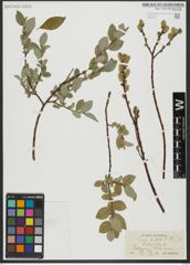 Foto von Salix hastata L.